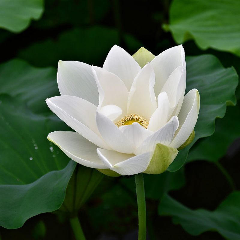 lotus-3031400_1280